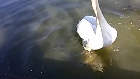 Hand feeding a Swan in my backyard