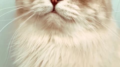 Beautiful Cat's Style 😺 #cat #cats #cute #cutecat #cutecats