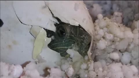 🐢 Adorable Baby Red Eared Slider Turtle Just Hatched ❤