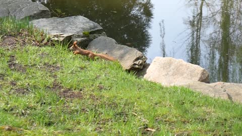 Red Squirrel Animal drinks water from a Lake and run