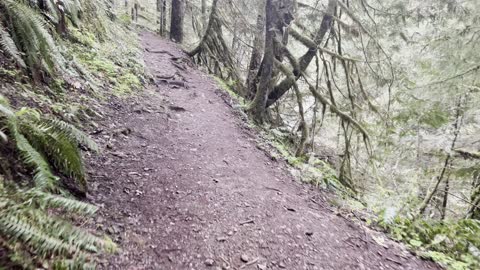 Hiking Steep Old Growth Rainforest Salmon River Trail – Mount Hood – 4K