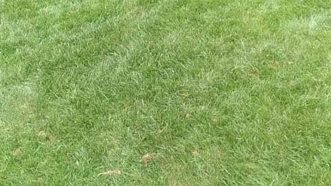 Lawn Seeding In South Carolina