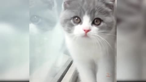 Baby Cats - Cute and Funny Cat Videos Compilation #27 | Aww Animals