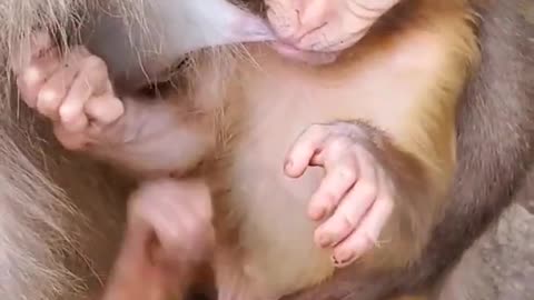 Adorable Baby Monkey You Should Skip Watching #10