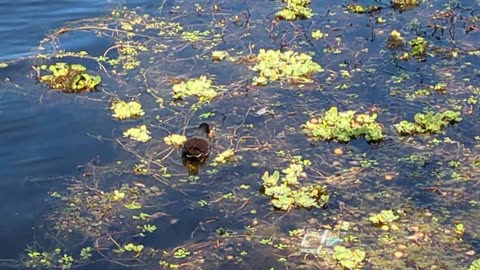 Common Gallinule Foraging on the water 2.7.24