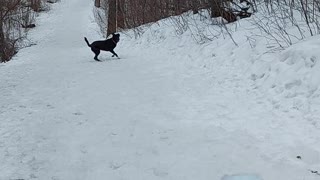 Border Collie Mastiff