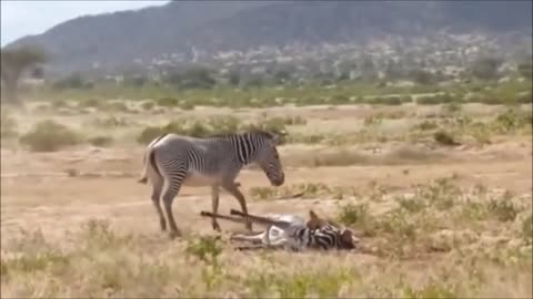 Mother Zebra Save Her Newborn From Lion, and Giraffe vs Lion.