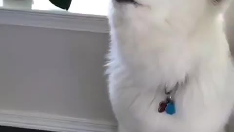 samoyed howl so cute