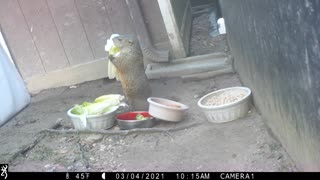 A Groundhog 03-04-21