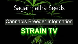 Sagarmatha Seeds - Cannabis Strain Series - STRAIN TV