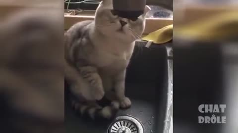 Cute & Funny Cat Videos