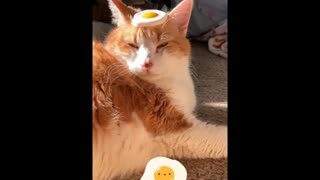 Cat cooks egg on his head