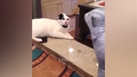 Cat funny videos😂🤣