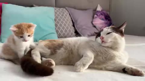 Dad Cat Ignores Tiny Kitten [Try not to Laugh]