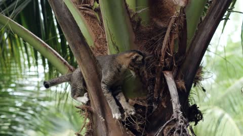 Adorable small domestic cat huinting for food on top of a coconut tree at day