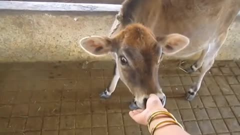 A cow with a baby at her feet is crying a lot