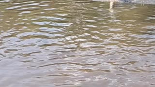 Slow motion Goldendoodle puppy fetches stick in pond