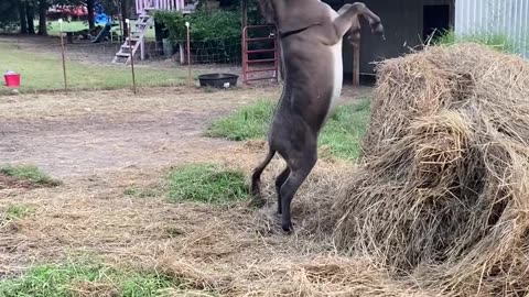 Donkey Plays With Pink Unicorn