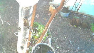 American Gold Finch Chickadee Sparrow Dove Tallahassee Feeders 2021-02-23