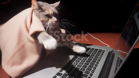 القط واللاب توب والانترنت The cat, the laptop and the internet