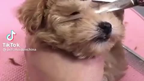 Puppy gets a hair cut