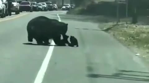 Watch as mother bear tries to save her babies