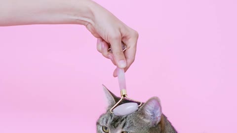A Person Massaging a Cat With a Facial Roller