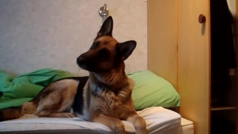 German shepherds reaction to wolf howling