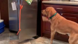 Smart Dog Helps Owner Make A Sandwich