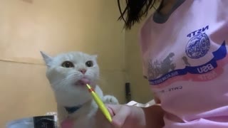 Kitty Holds onto Treat Tightly
