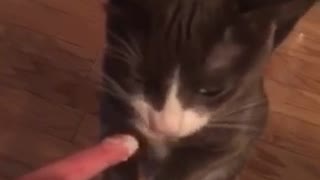 Grey cat jumps on hind legs to eat whipped cream off hand of owner