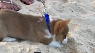 Corgi puppy walks in the sand at the beach and lays down