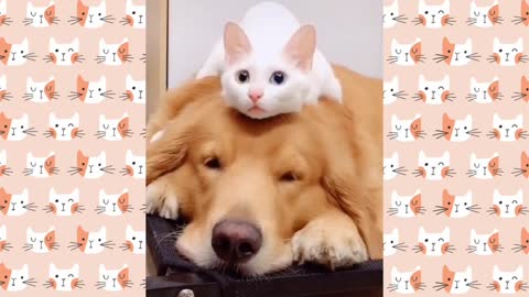 Cat Ride Over A dog