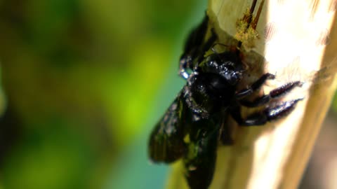 Black Carpenter Bee Eating Bamboo. Exotic Thailand. Sunny Koh Samui. Close up. Macro