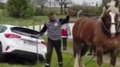 Will horse can lift the car?horse vs car, funny animals video