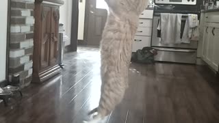 Gin-Gin showing off his leaping skills