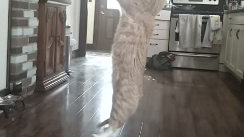 Gin-Gin showing off his leaping skills