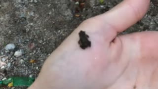 The cutest smallest frog
