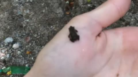 The cutest smallest frog