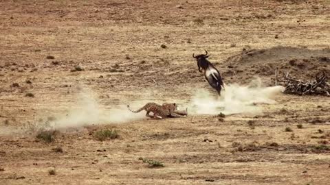 Cheetah Hunting Wildebeest I Wild Predator Hunting I Animal Stock Footage I No Copyright Free to use