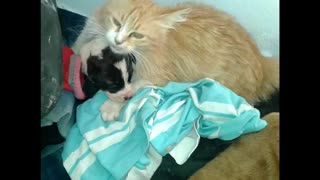A Mama cat heard a motherless puppy crying !