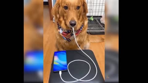 can he charge your phone too?😱