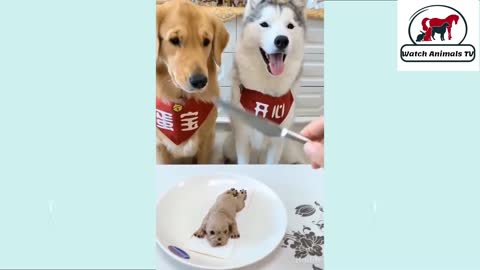 Funny Dog Videos - It's time to laugh with Dog's life