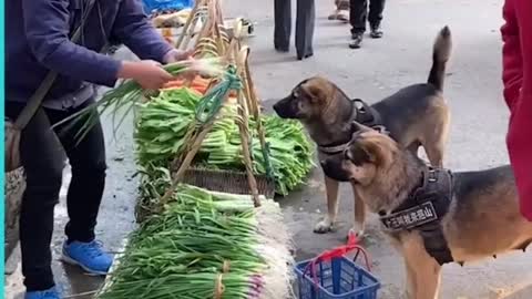 This dog turned out to be like an honest man in real.