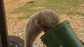 Ostrich Eating