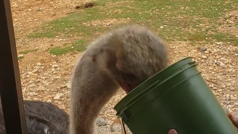 Ostrich Eating