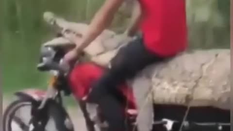 Man rides crocodile tied to motorcycle