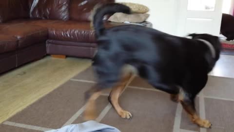 Agressive dog video