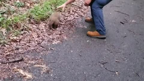 Groundhog Gets a Helping Hand