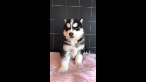 Cute huskie